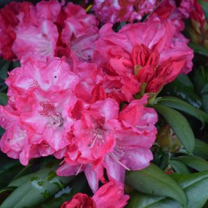 Rhododendron 'Anuschka' (Yak. Hybrid) 3L
