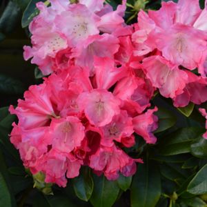 Rhododendron 'Red Dawn' (Yak. Hybrid) 3L