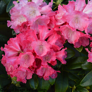 Rhododendron 'Red Dawn' (Yak. Hybrid) 3L