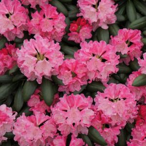 Rhododendron 'Kalinka' (Yak. Hybrid) 3L