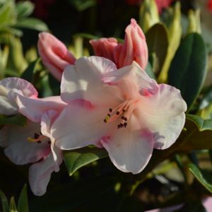 Rhododendron 'Grumpy' (Yak. Hybrid) 3L