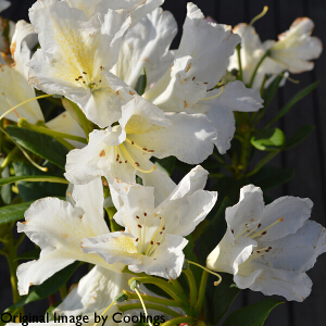 Rhododendron 'Silver Sixpence' (Yak. Hybrid) 3L