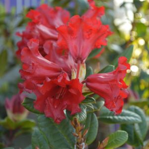 Rhododendron 'Axel Olsen' (Dwarf) 3L