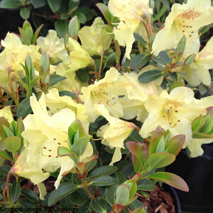 Rhododendron 'Swift' (Dwarf) 3L