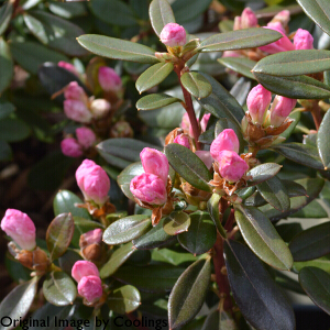 Rhododendron 'Pintail' (Dwarf) 3L