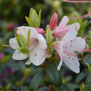 Rhododendron 'Strawberry Cream' (Dwarf) 3L
