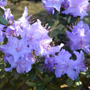Rhododendron 'Blue Diamond' (Dwarf) 3L