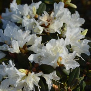 Rhododendron 'Crane' (AGM) (Dwarf) 3L