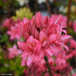 Azalea Rhododendron 'Homebush' (AGM) 5L