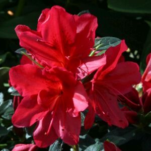 Azalea Rhododendron 'Arabesk' 3L