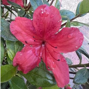 Azalea Rhododendron 'Orange King' 3L