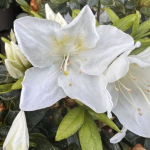 Azalea Rhododendron 'Pleasant White' 3L