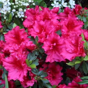 Azalea Rhododendron 'Red Wing' 3L
