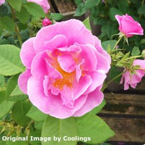 Rosa 'Lucky' (Floribunda) 5L