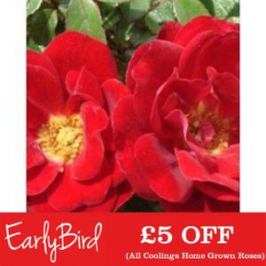 Rosa 'Flower Carpet Ruby' (Ground Cover)