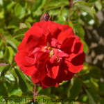 Rosa 'Flower Carpet Ruby' (Ground Cover) 5L