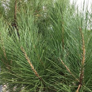 Pinus pinea (AGM) 18L
