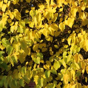 Cercis canadensis 'Hearts of Gold' 12L
