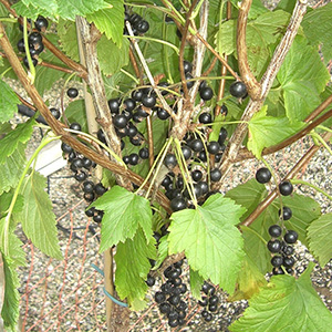 Blackcurrant Ribes 'Ojebyn' 1/4 Std 7L
