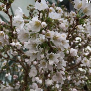 Prunus incisa 'Kojo-no-mai' (TW 45) Patio 11.5L