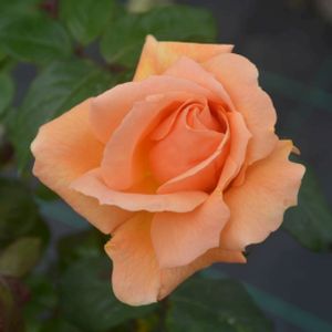 Rosa 'Indian Summer' (Hybrid Tea) (AGM)