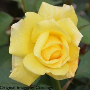 Rosa 'Sweet Remembrance' (Hybrid Tea) 5L