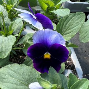Pansy Beaconsfield Multi-Pack