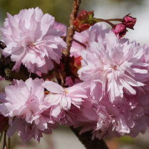 Prunus 'Kiku-shidare-zakura' (TW120) 12L
