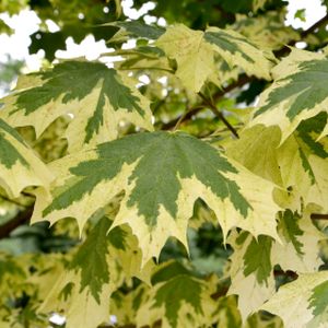 Acer platanoides 'Drummondii' (10-12cm) 45L