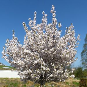 Prunus 'Sunset Boulevard' (12-14cm) 45L