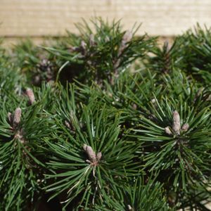 Pinus mugo 'Humpy' 2L