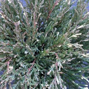 Juniperus horizontalis 'Andorra Variegata' 1L