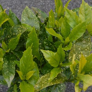 Aucuba japonica 'Crotonifolia' (AGM) 3L