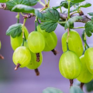 Gooseberry Ribes 'Invicta' (AGM) 3L