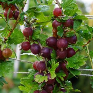 Gooseberry Ribes 'Hinnonmaki Red' 3L