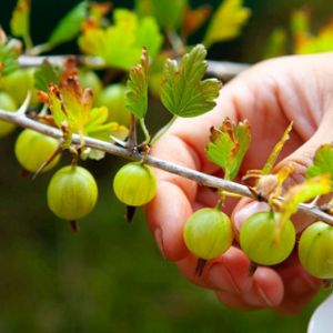 Gooseberry Ribes 'Hinnonmaki Green' 3L