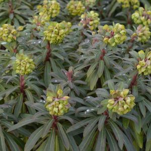 Euphorbia 'Redwing' (AGM) 2L