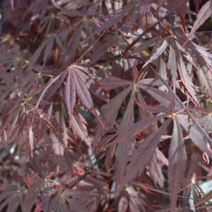 Acer palmatum 'Sumi-nagashi' 3L