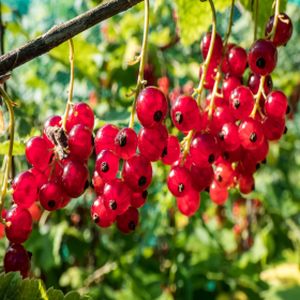 Redcurrant Ribes 'Rondom' 3L
