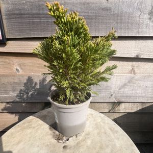 Juniperus horizontalis 'Limeglow' 1L