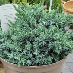 Juniperus squamata 'Blue Star' (AGM) 7L