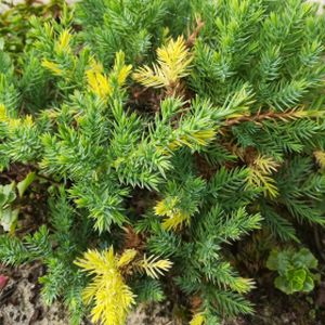 Juniperus chinensis 'Expansa Aureospicata' 7L