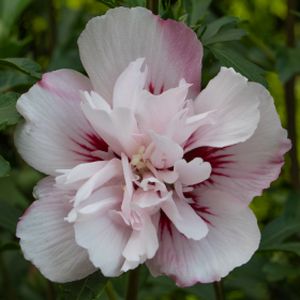 Hibiscus syriacus 'Lady Stanley' 3L
