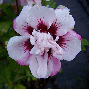 Hibiscus syriacus 'Lady Stanley' 3L