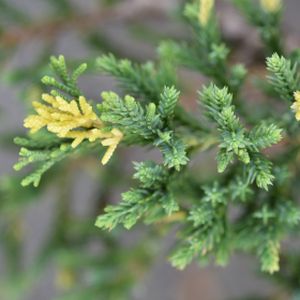 Juniperus chinensis 'Expansa Variegata' 7L