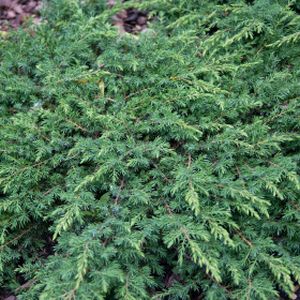 Juniperus communis 'Green Carpet' (AGM) 7L