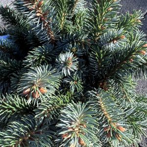 Picea stichensis 'Papoose' (syn 'Tenas') 7L