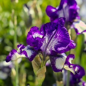 Iris 'Stepping Out' 3L