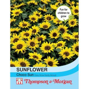 Thompson & Morgan Sunflower annuus Choco Sun