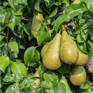 Pear Pyrus 'Conference' (AGM) (Quince A) Fan 12L